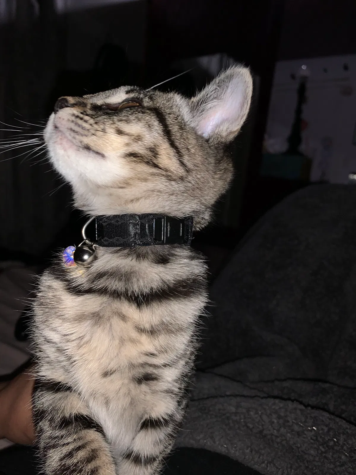 Lost cat in Stockton, CA, 95215