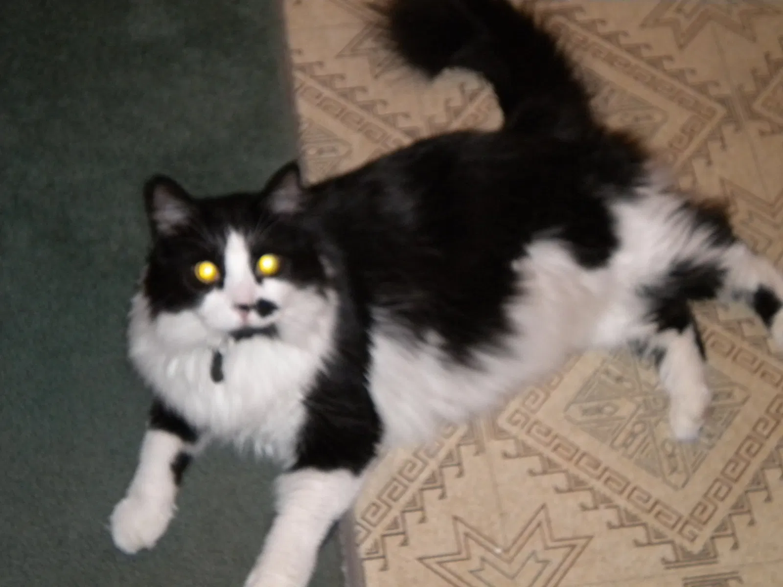 Lost cat in Mesa, AZ, 85206