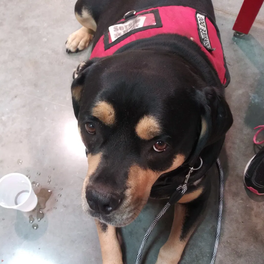 Lost dog in Dayton, OH, 45432