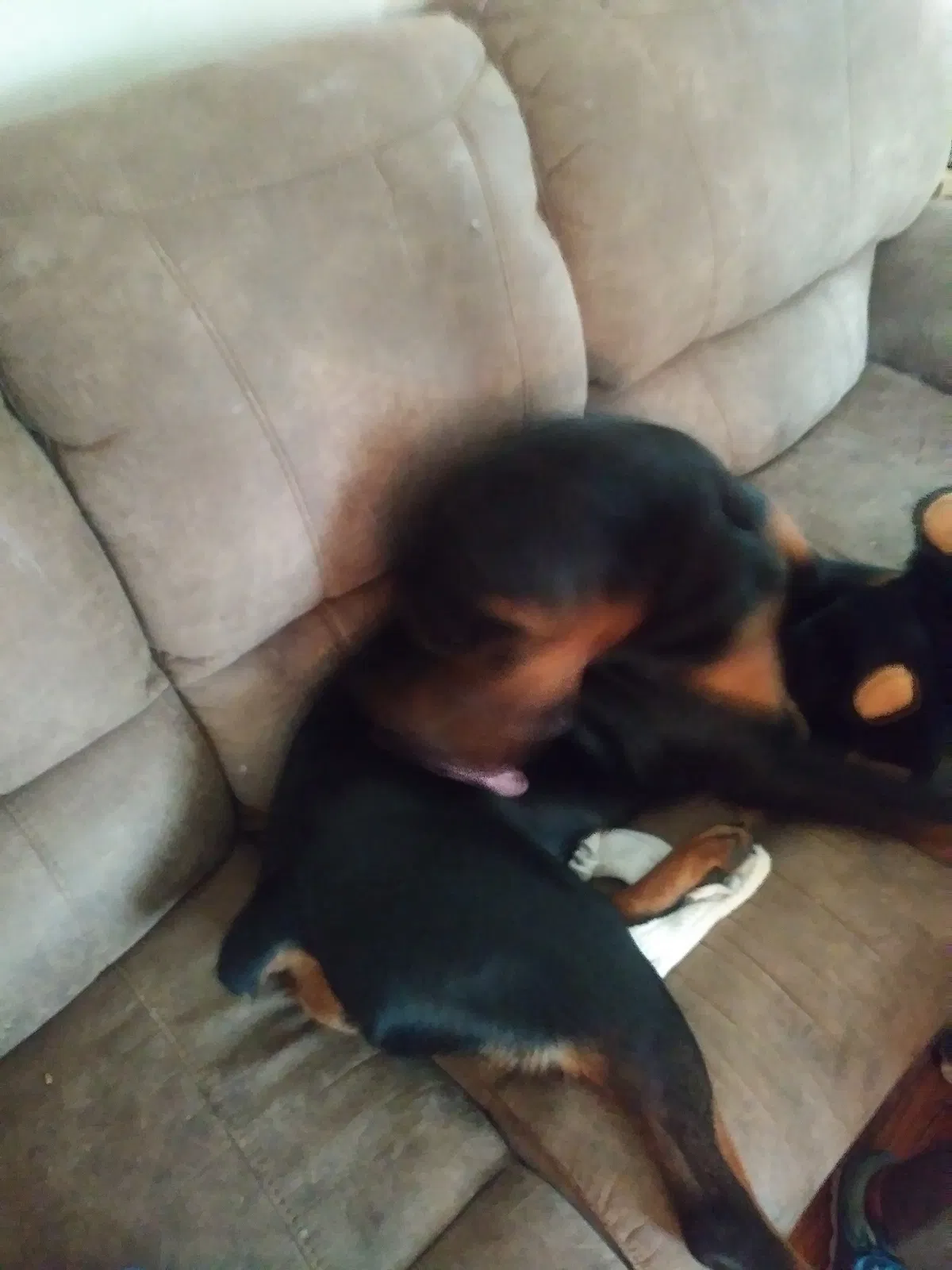 Lost dog in Rossford, OH, 43460