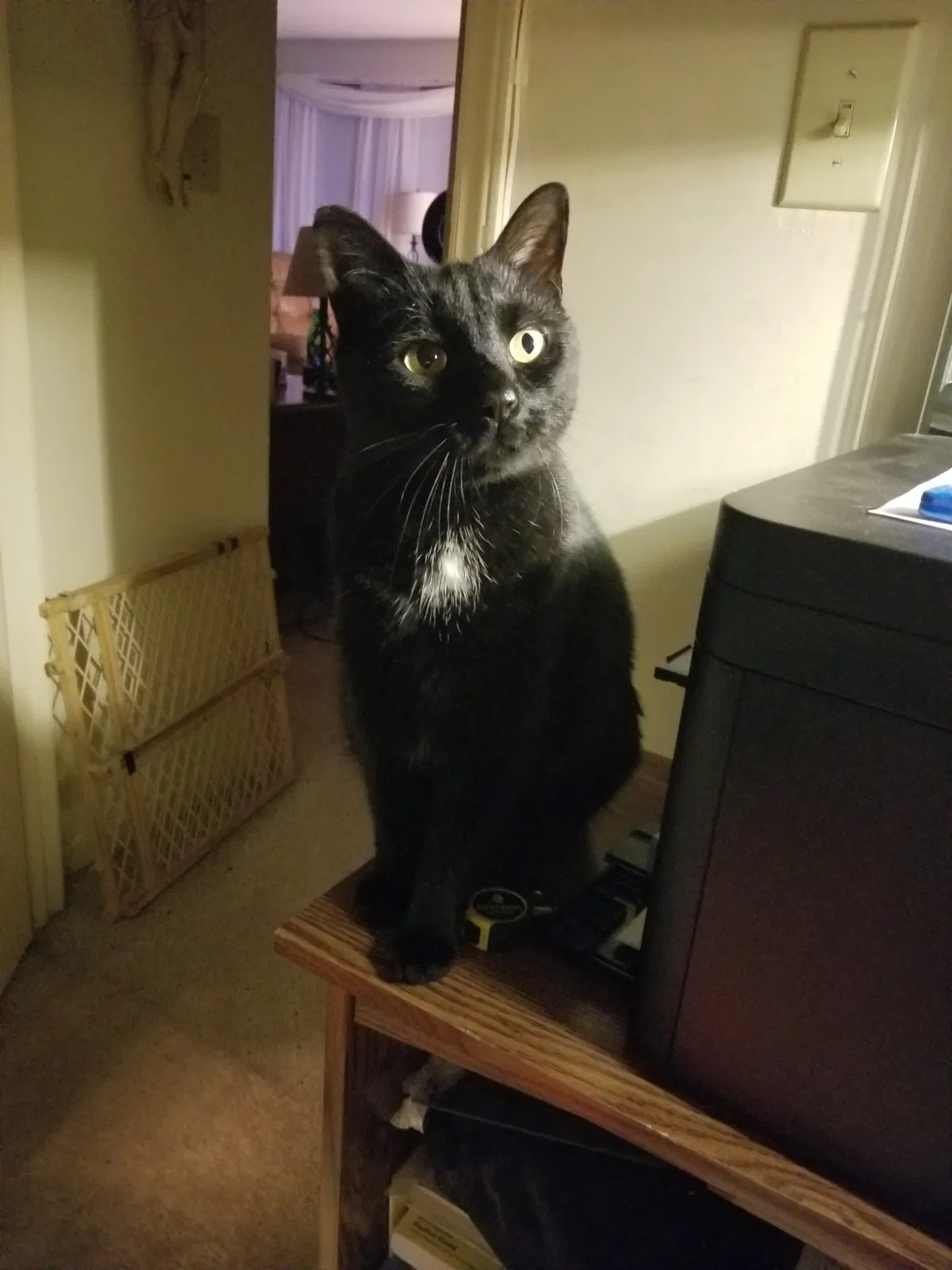 Lost cat in Hickory, NC, 28602