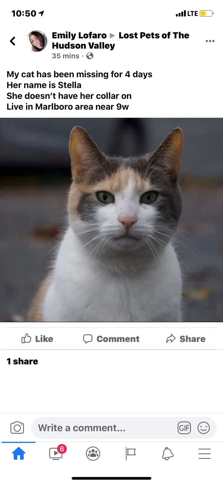 Lost cat in Marlboro, NY, 12542