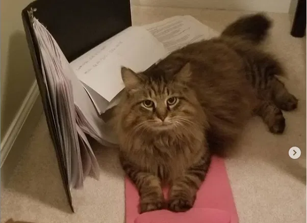 Lost cat in Alpharetta, GA, 30004