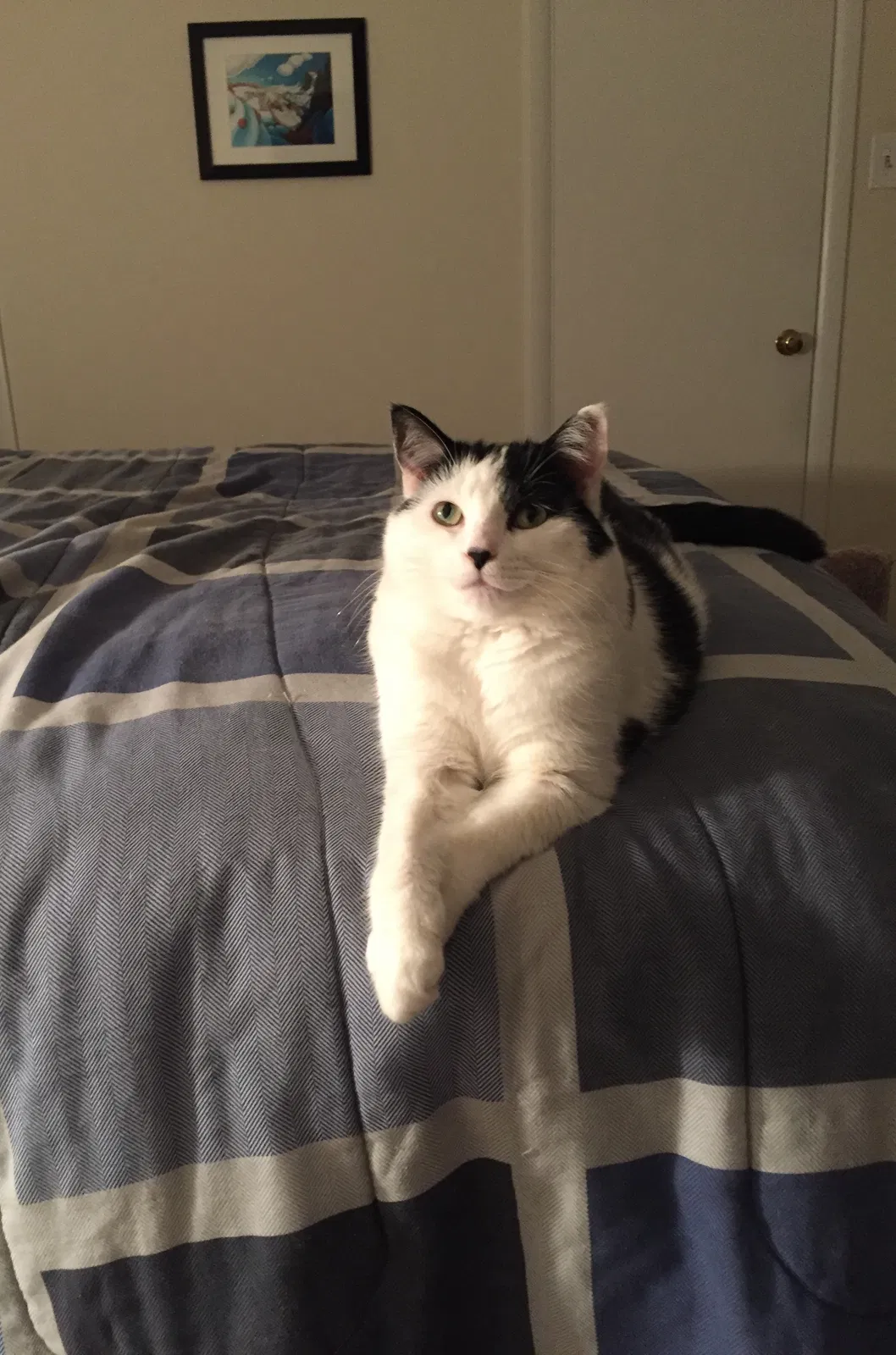 Lost cat in Pittsburgh, PA, 15243