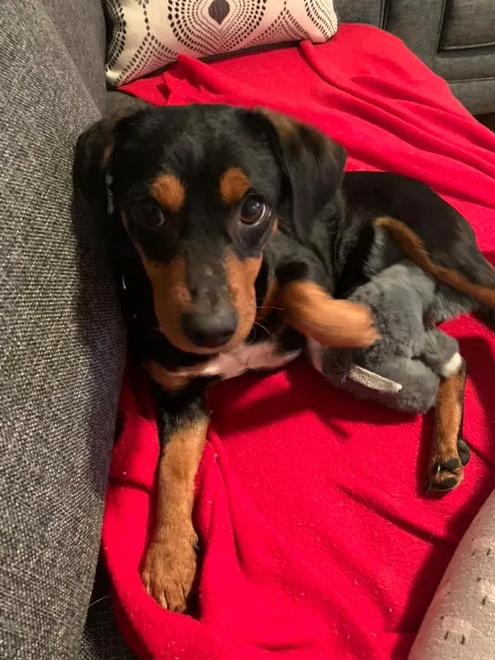 Lost dog in Chicago, IL, 60618