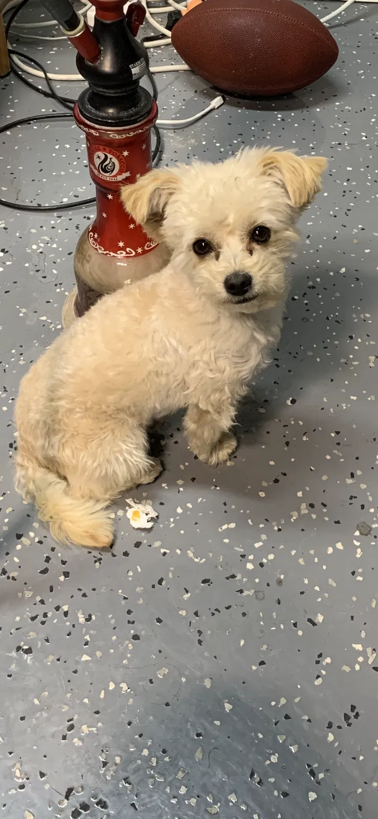 Lost dog in Riverside, CA, 92503