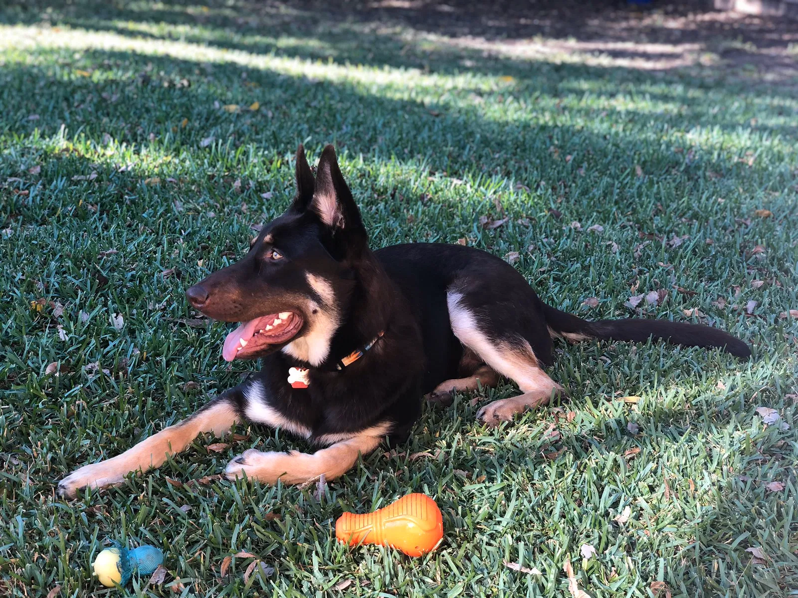 Lost dog in Crowley, TX, 76036