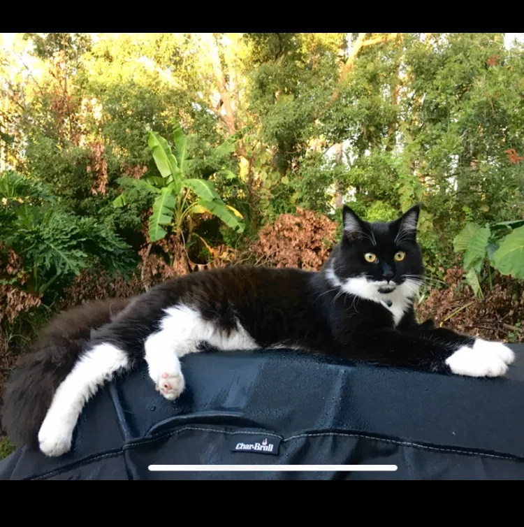 Lost cat in Casselberry, FL, 32707