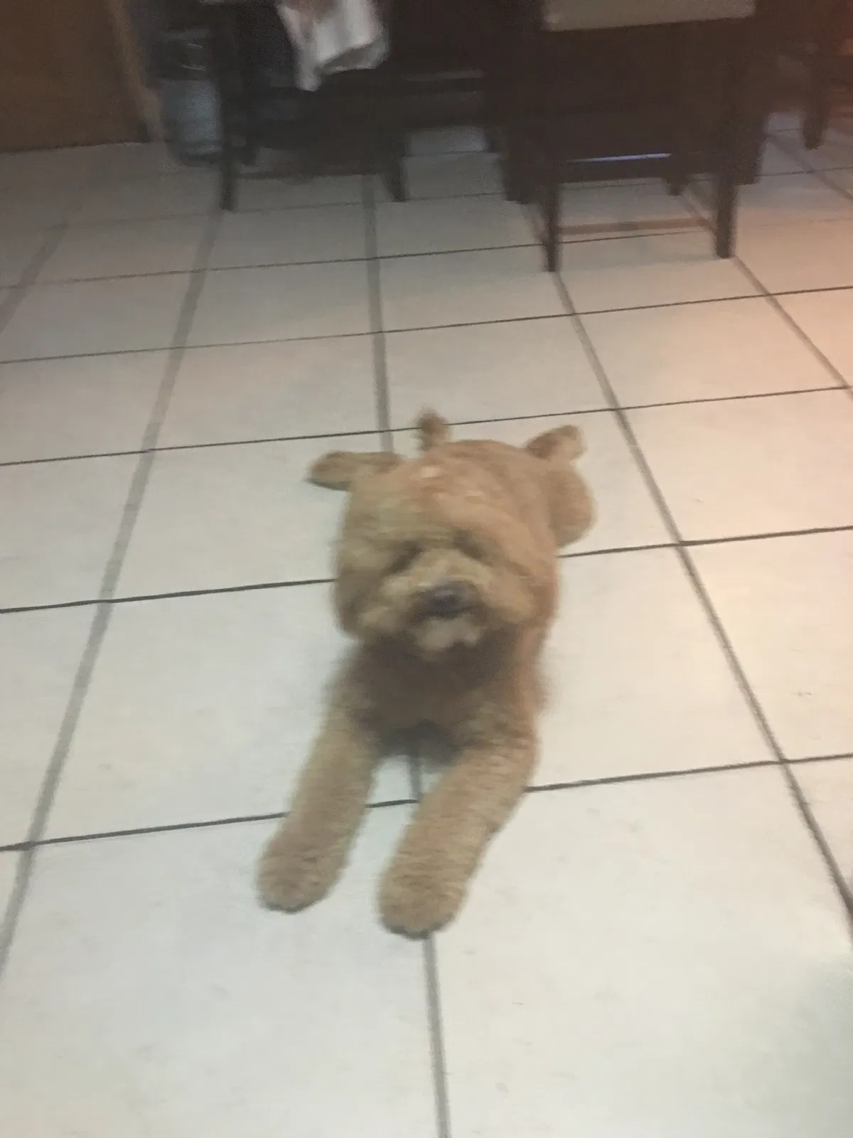 Lost dog in Miami, FL, 33142