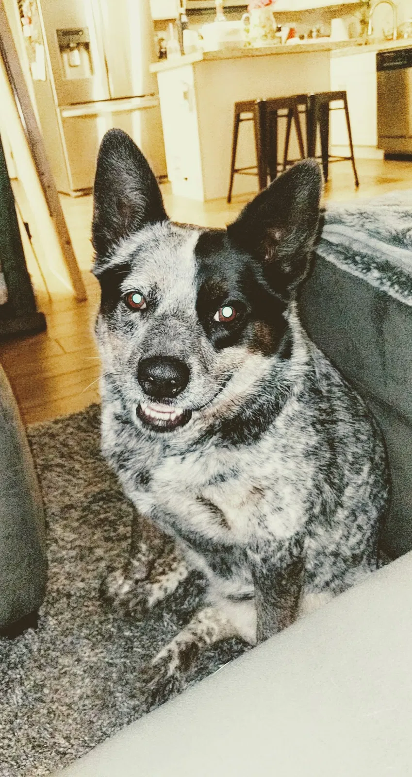 Lost dog in Tucson, AZ, 85710