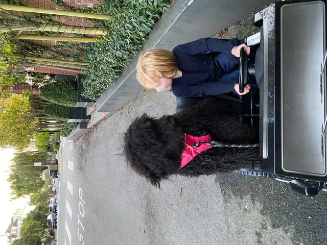Lost dog in San Francisco, CA, 94125