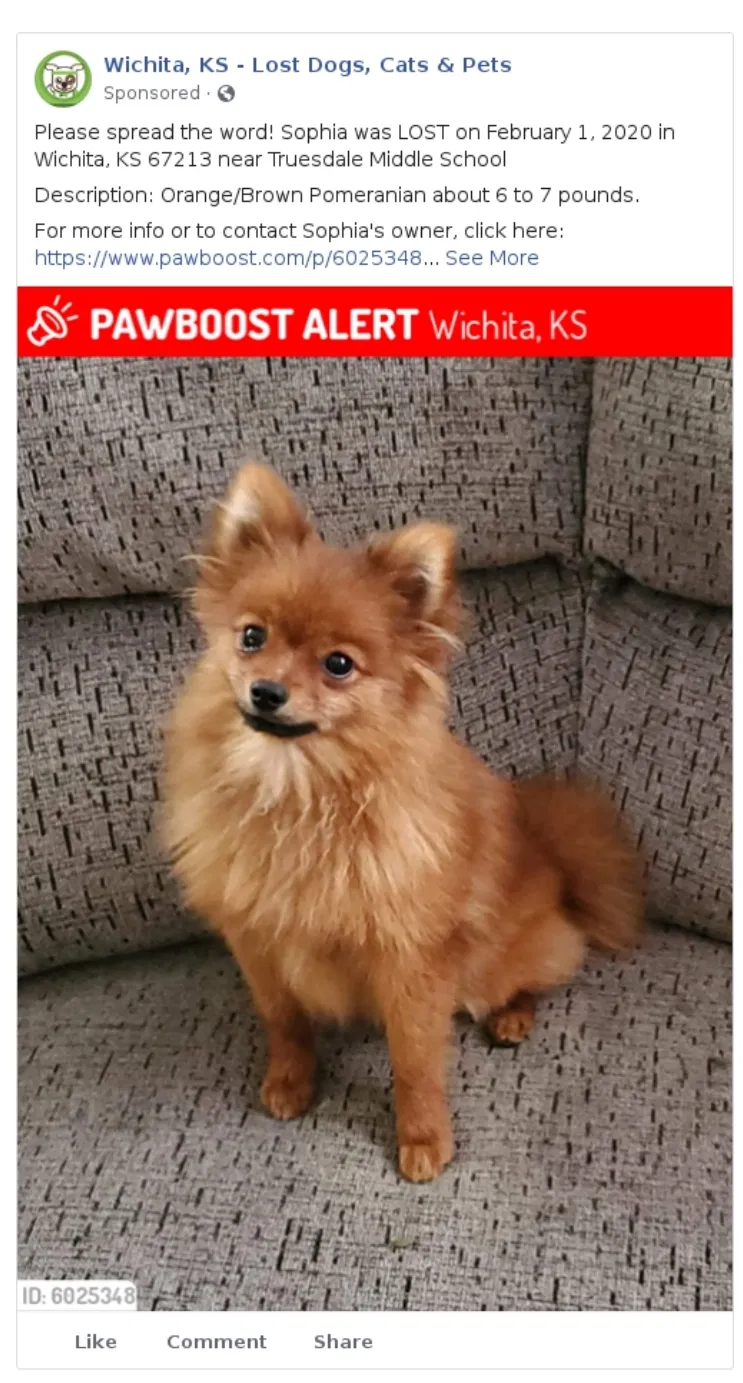 Lost dog in Wichita, KS, 67213