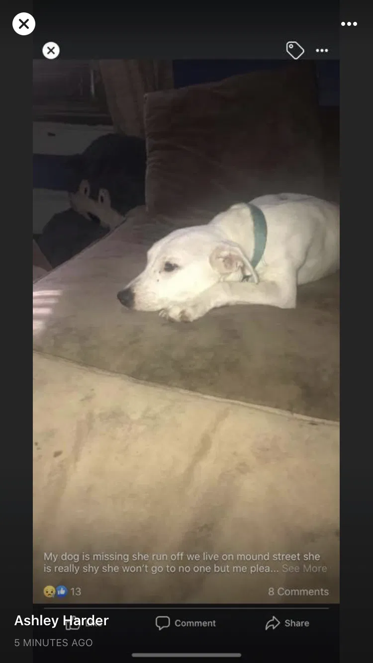 Lost dog in Springfield, OH, 45505