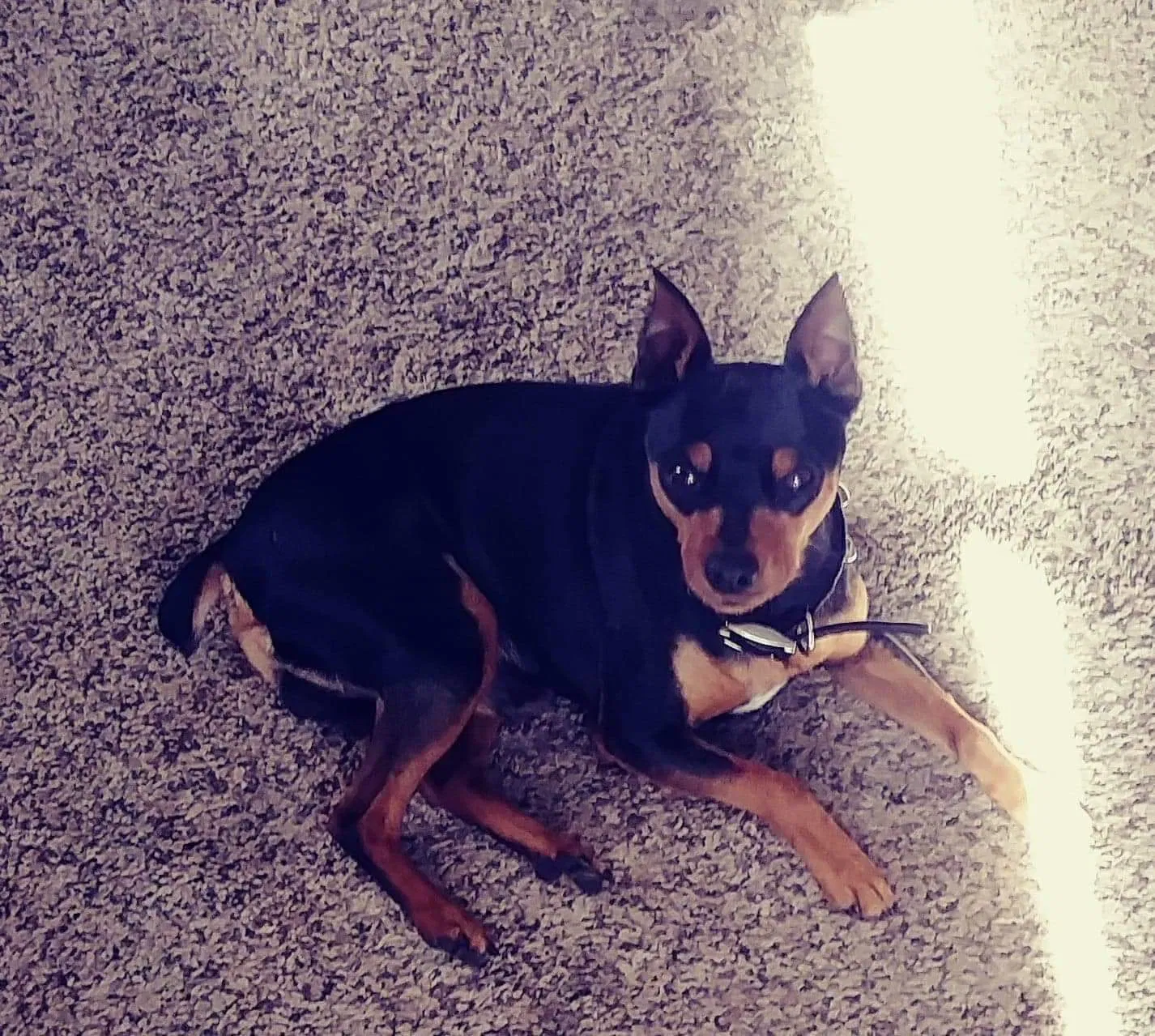 Lost dog in Baileyton, AL, 35019