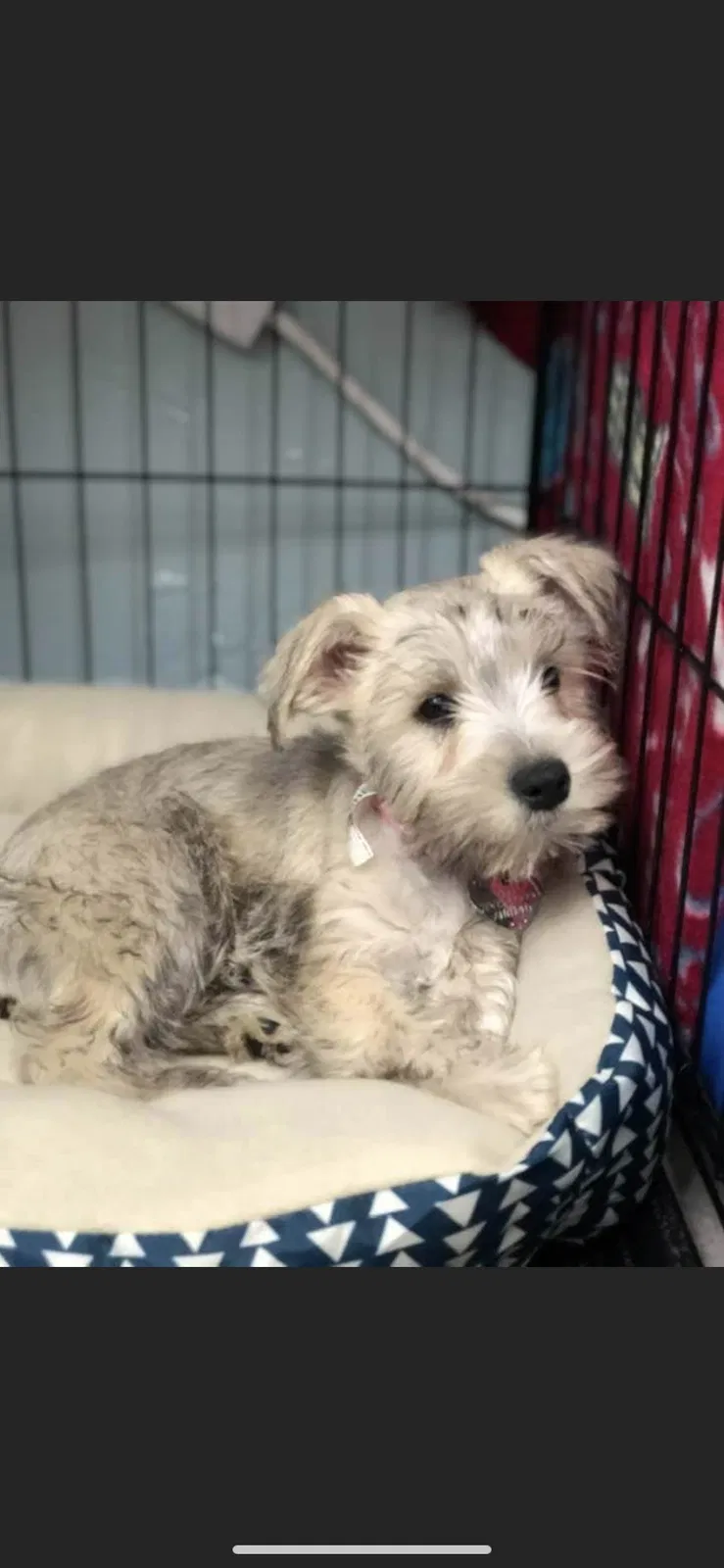 Lost dog in Miami, FL, 33183