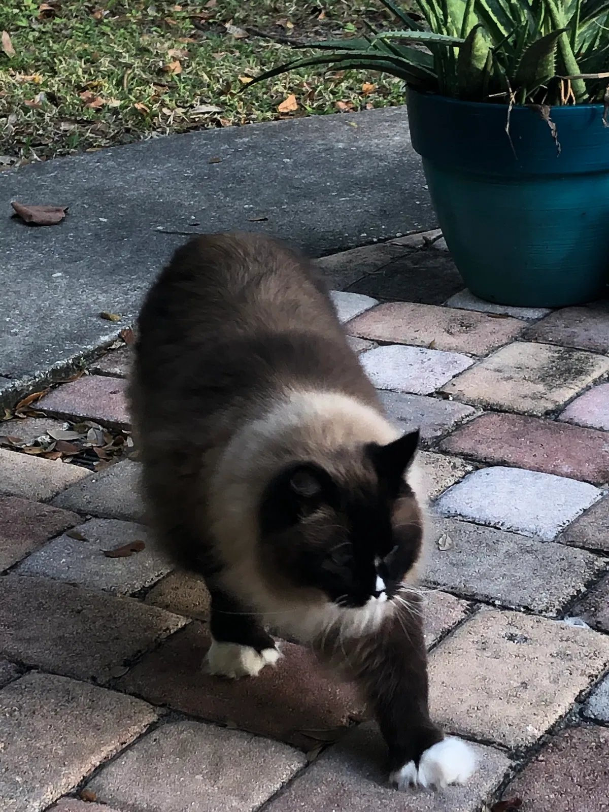 Lost cat in Saint Petersburg, FL, 33712
