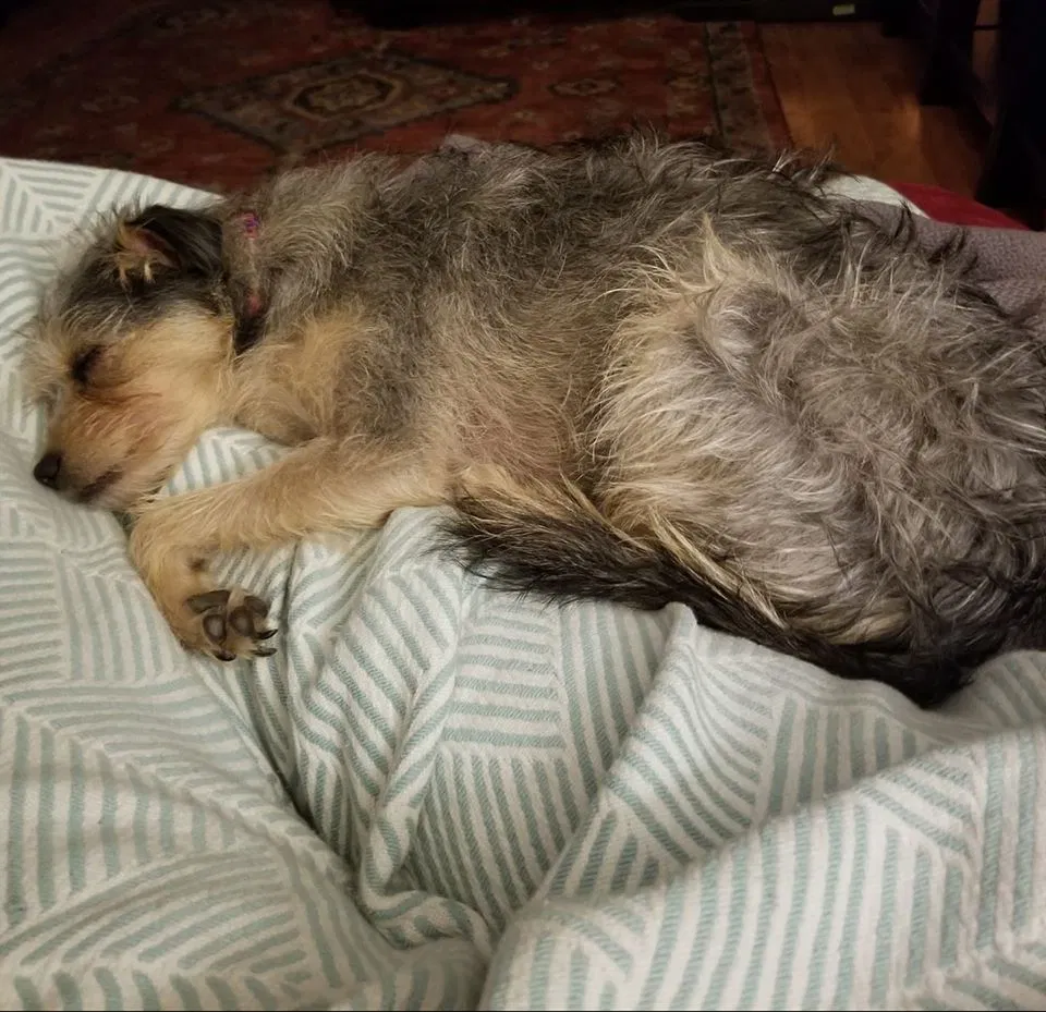 Lost dog in Corona, CA, 92879