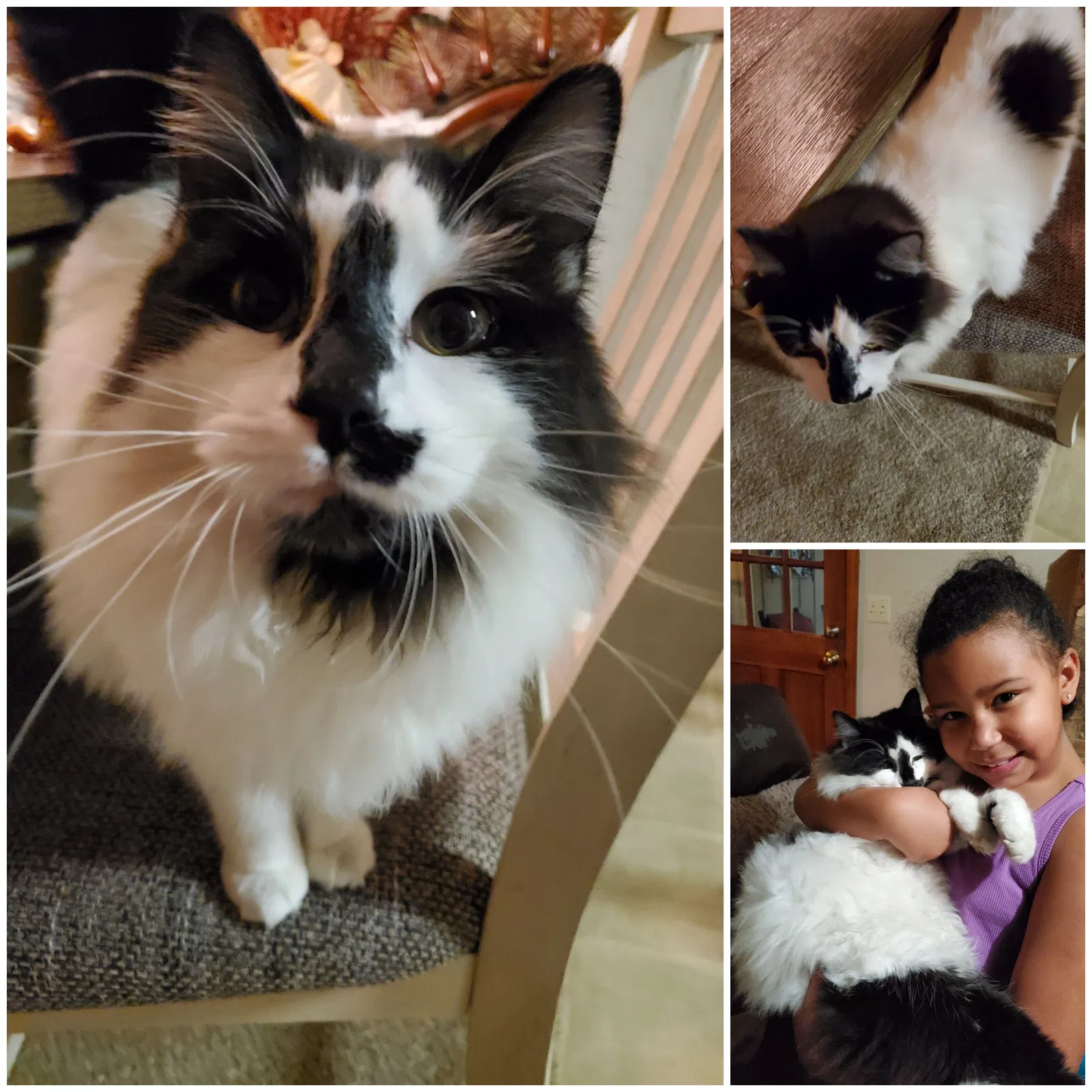 Lost cat in Cleveland, TN, 37312