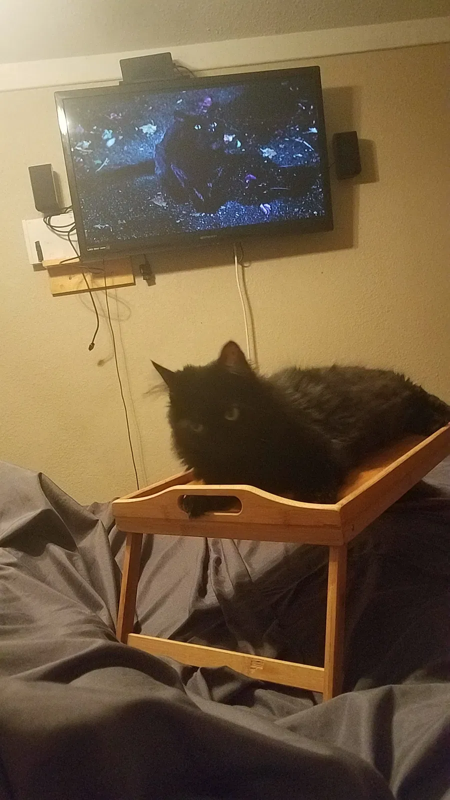 Lost cat in Daytona Beach, FL, 32117