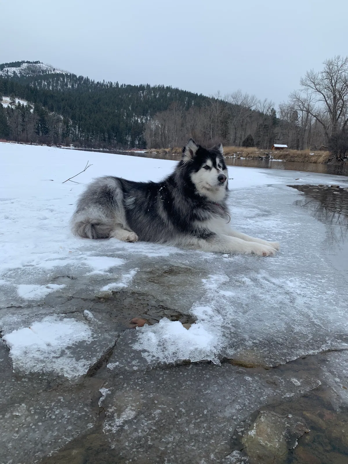 Lost dog in Missoula, MT, 59801