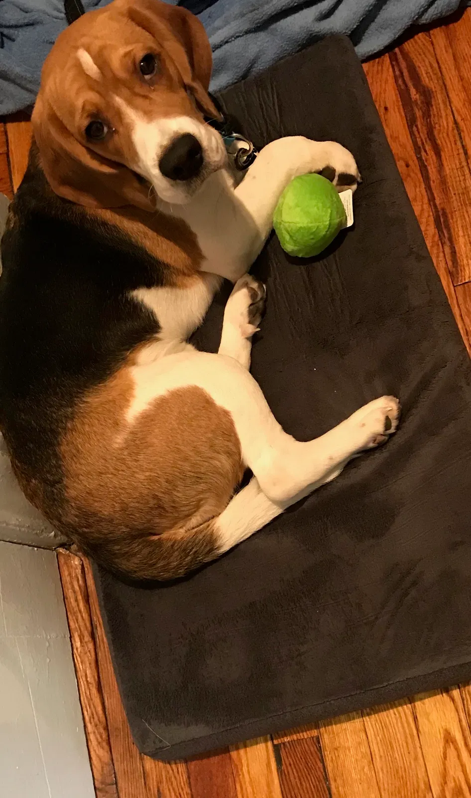 Lost dog in Brooklyn, NY, 11220