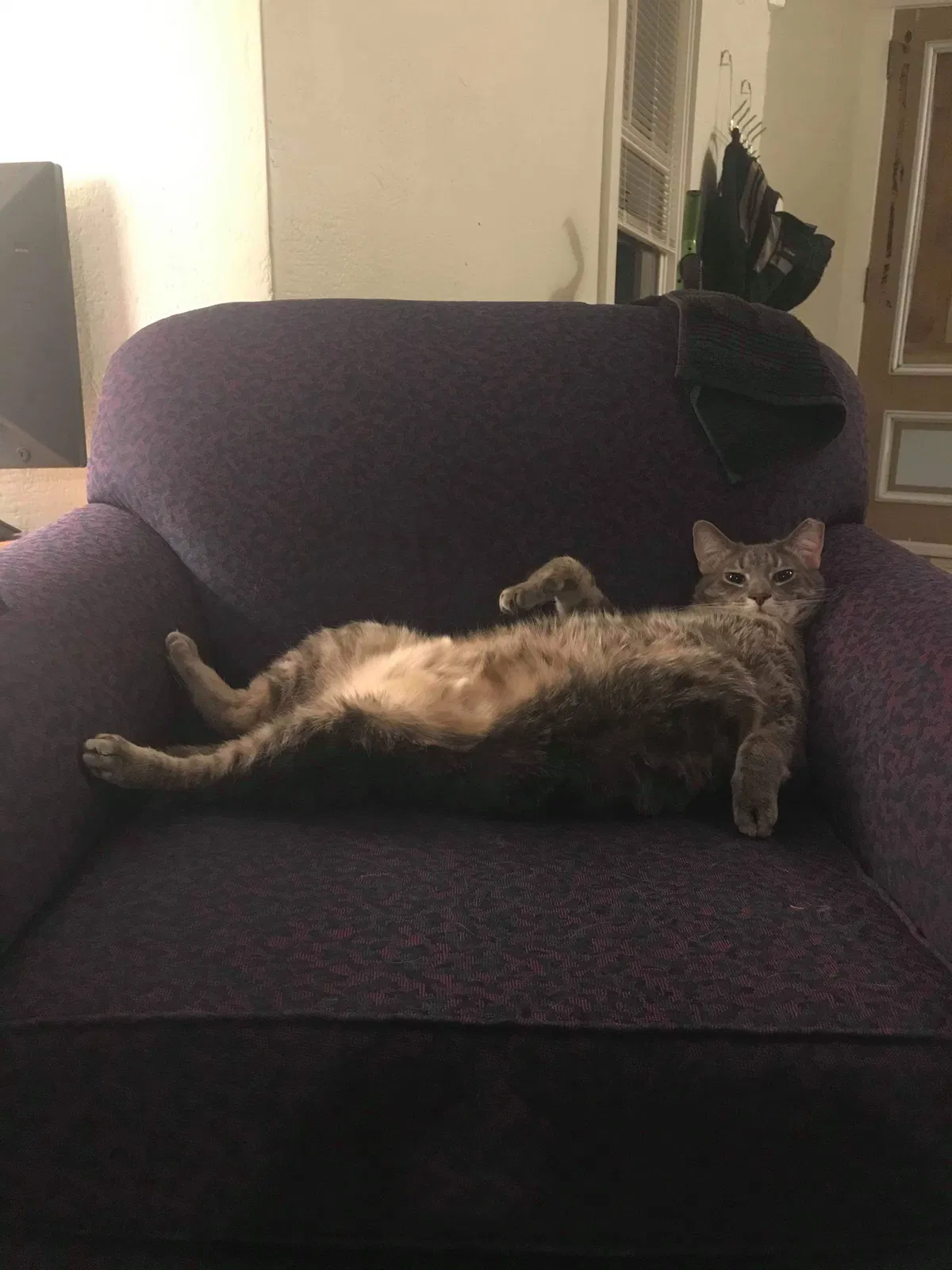 Lost cat in York, PA, 17403