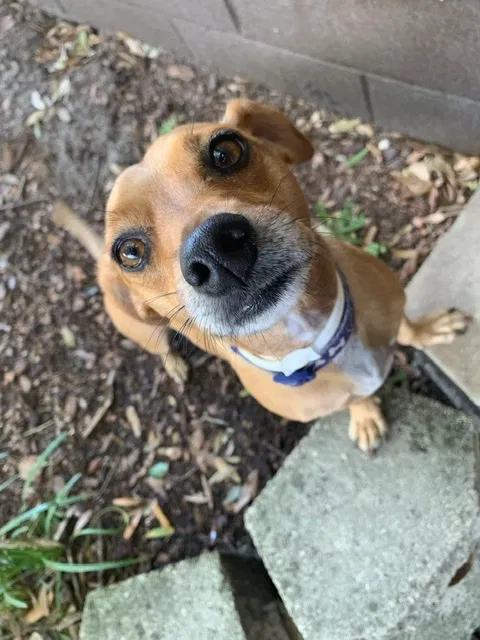 Lost dog in Orlando, FL, 32817