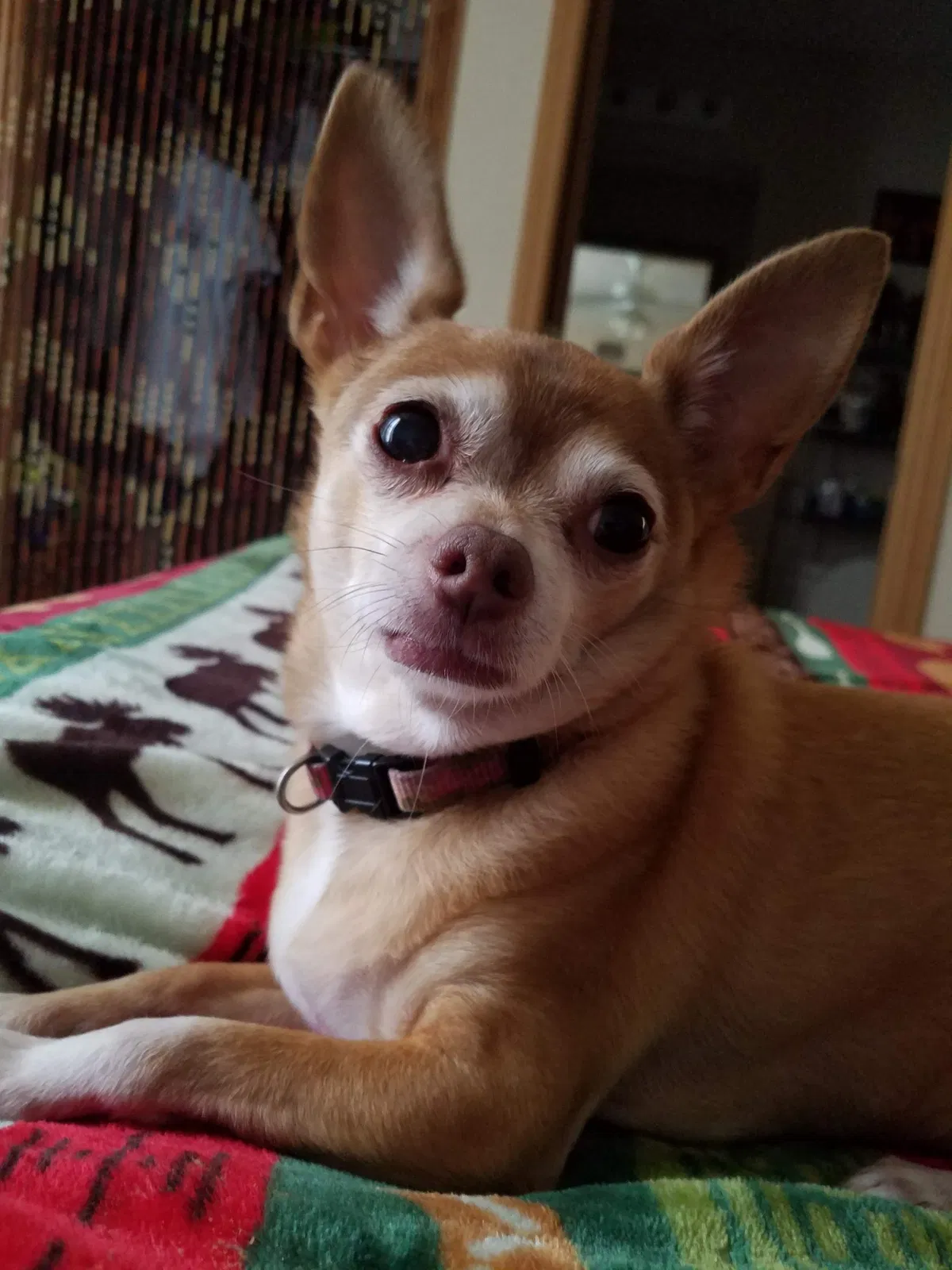 Lost dog in Topeka, KS, 66604