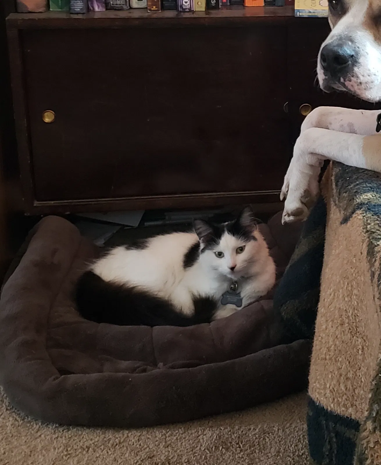 Lost cat in Colorado Springs, CO, 80903