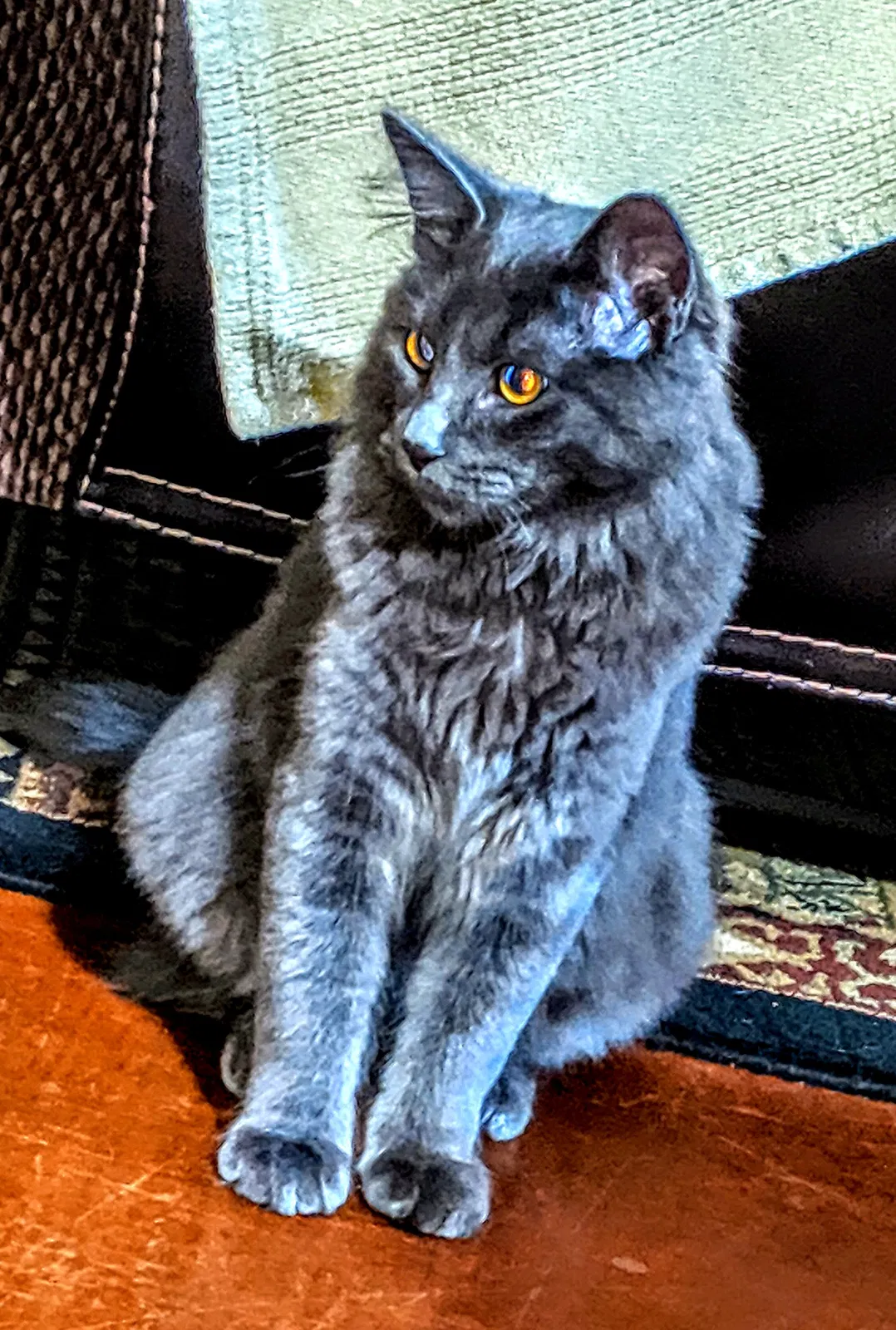 Lost cat in Watsonville, CA, 95076