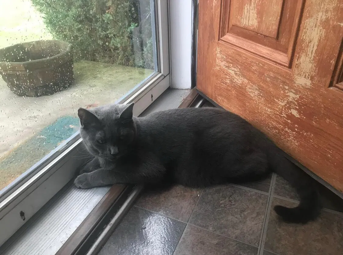 Lost cat in Berea, OH, 44017