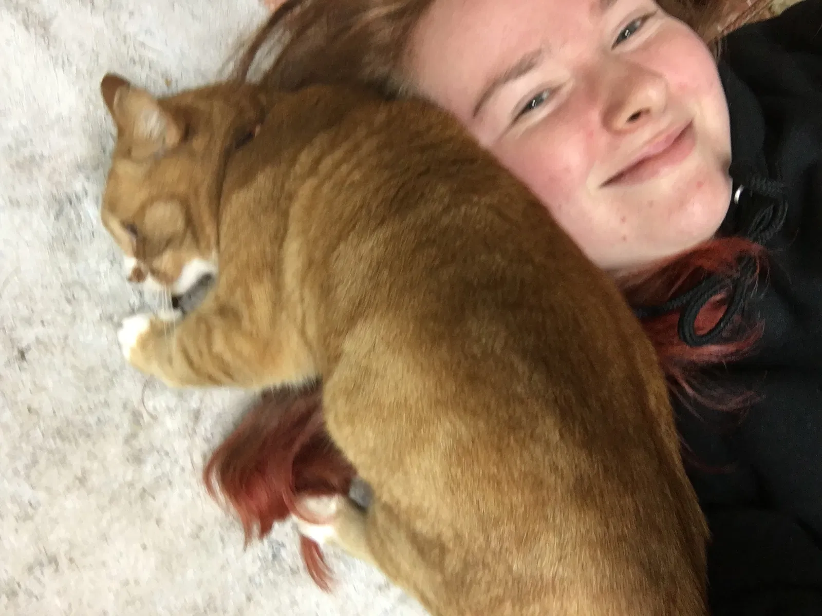 Lost cat in Bremerton, WA, 98310