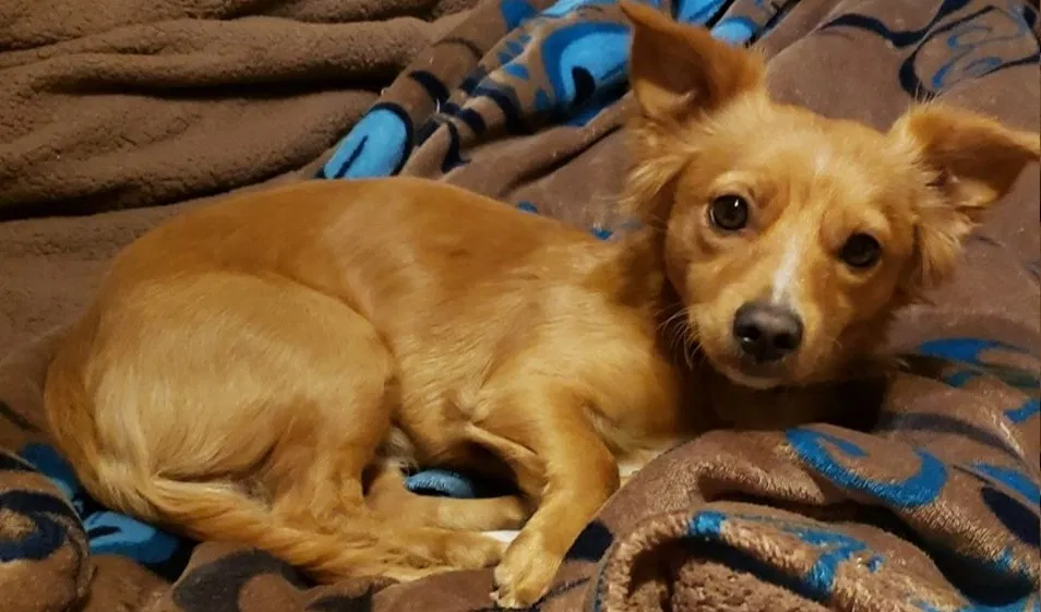 Lost dog in Reseda, CA, 91335