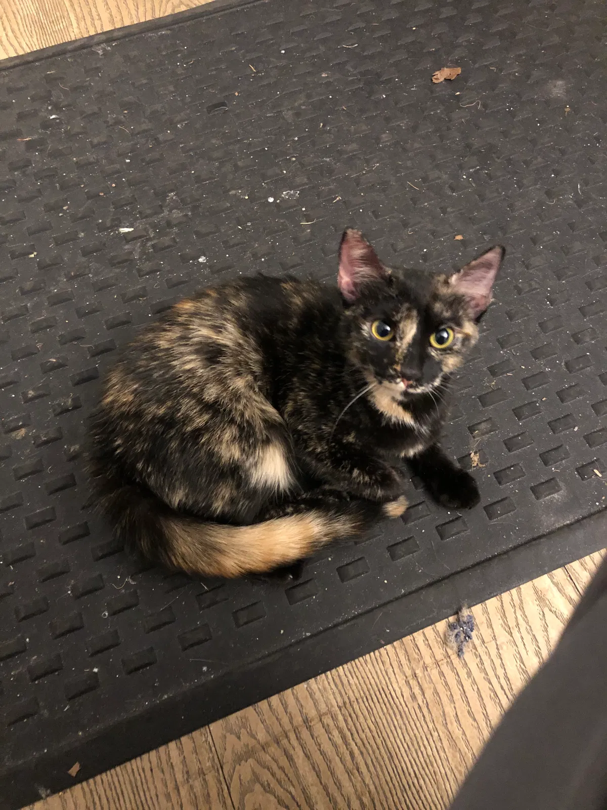 Lost cat in Cleveland, OH, 44130