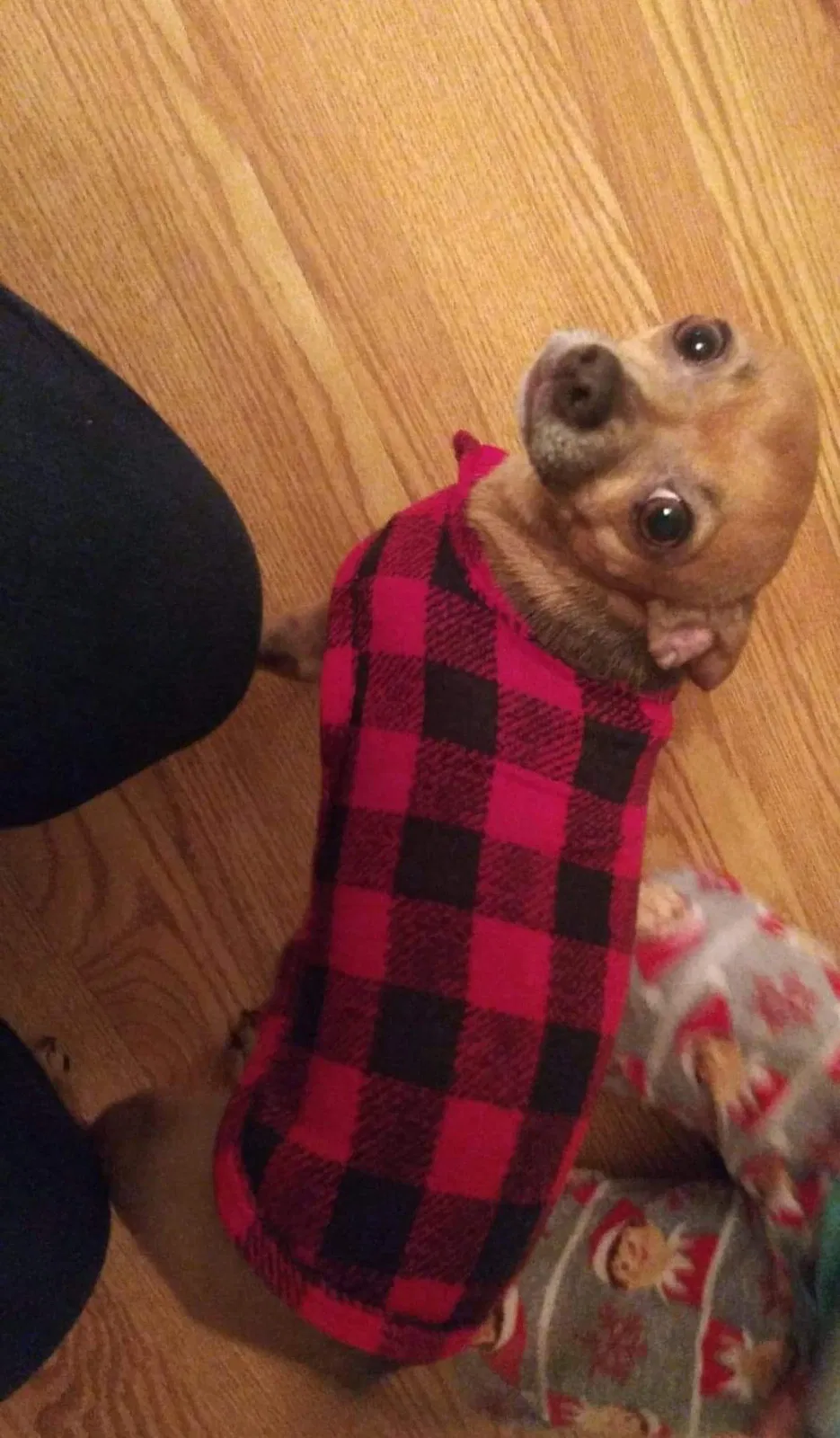 Lost dog in Chicago, IL, 60629