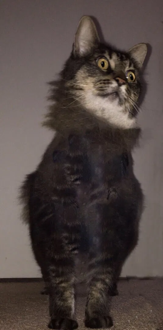 Lost cat in Huntington Beach, CA, 92646