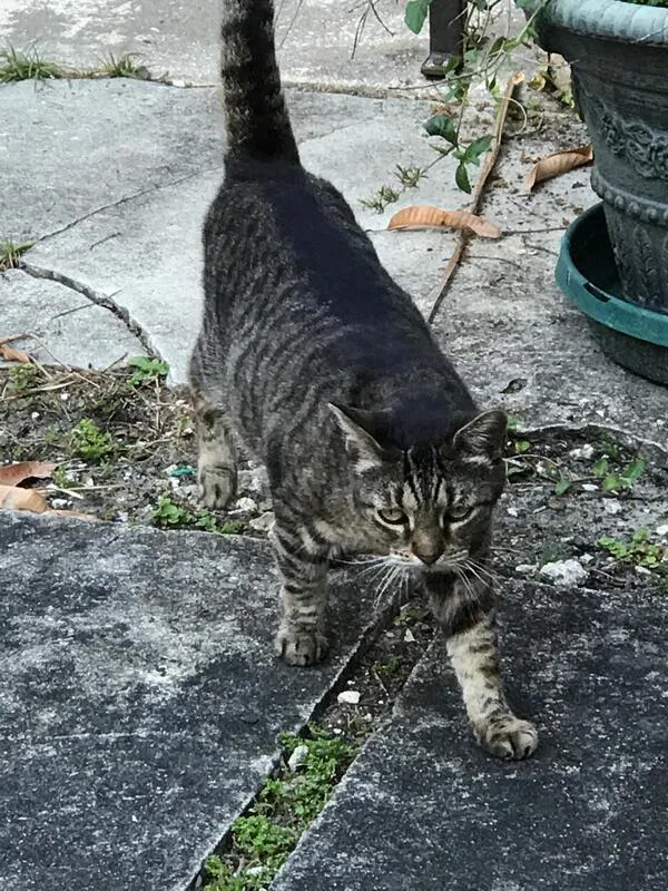Lost cat in Miami, FL, 33145