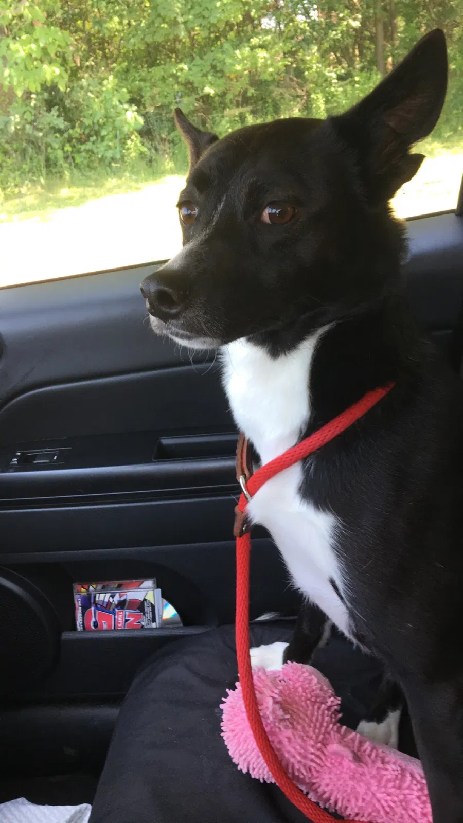 Lost dog in Brookpark, OH, 44142