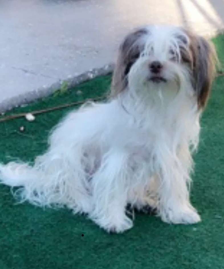 Lost dog in Tampa, FL, 33612