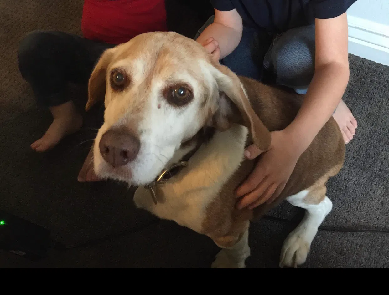 Lost dog in Brigham City, UT, 84302