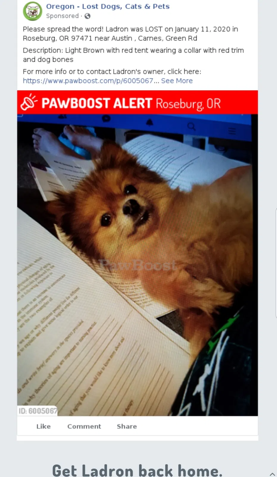 Lost dog in Roseburg, OR, 97471