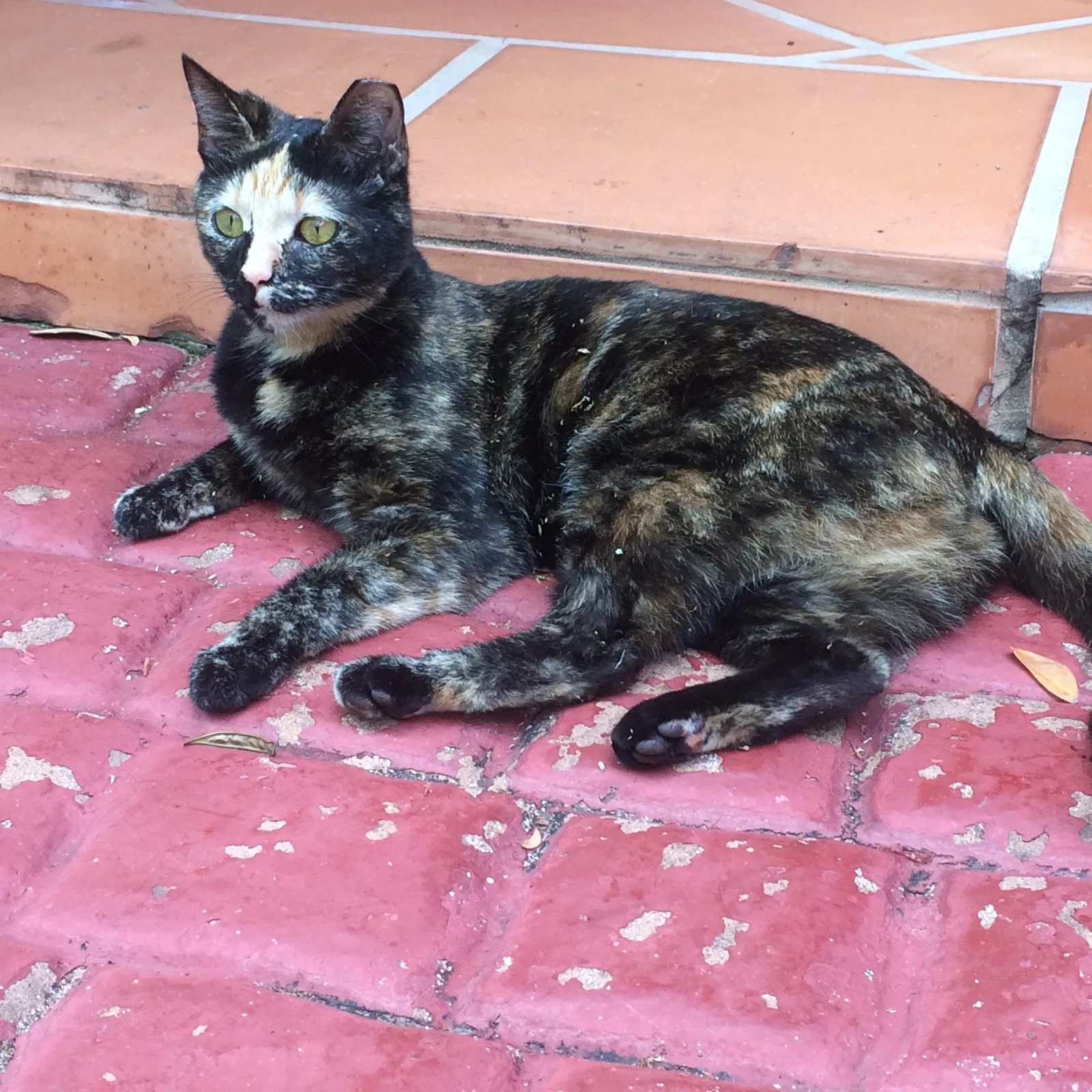 Lost cat in Miami, FL, 33183