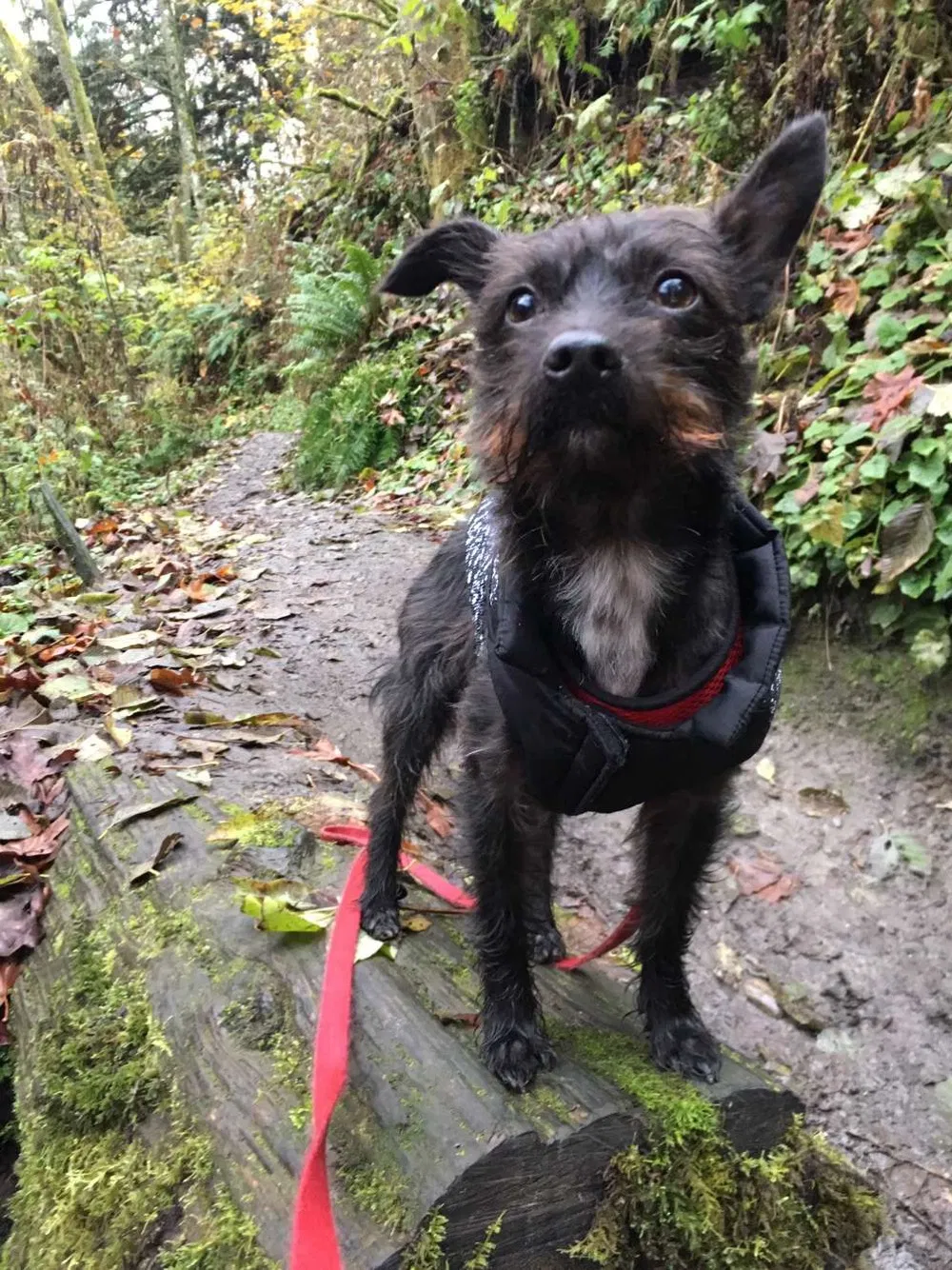 Lost dog in Lynnwood, WA, 98036