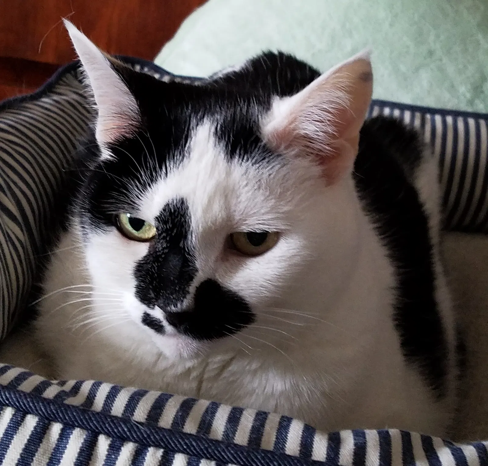 Lost cat in Lynnwood, WA, 98036