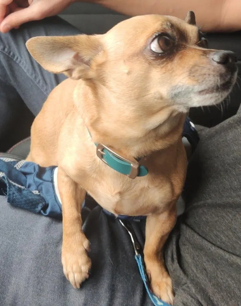 Lost dog in Long Beach, CA, 90813