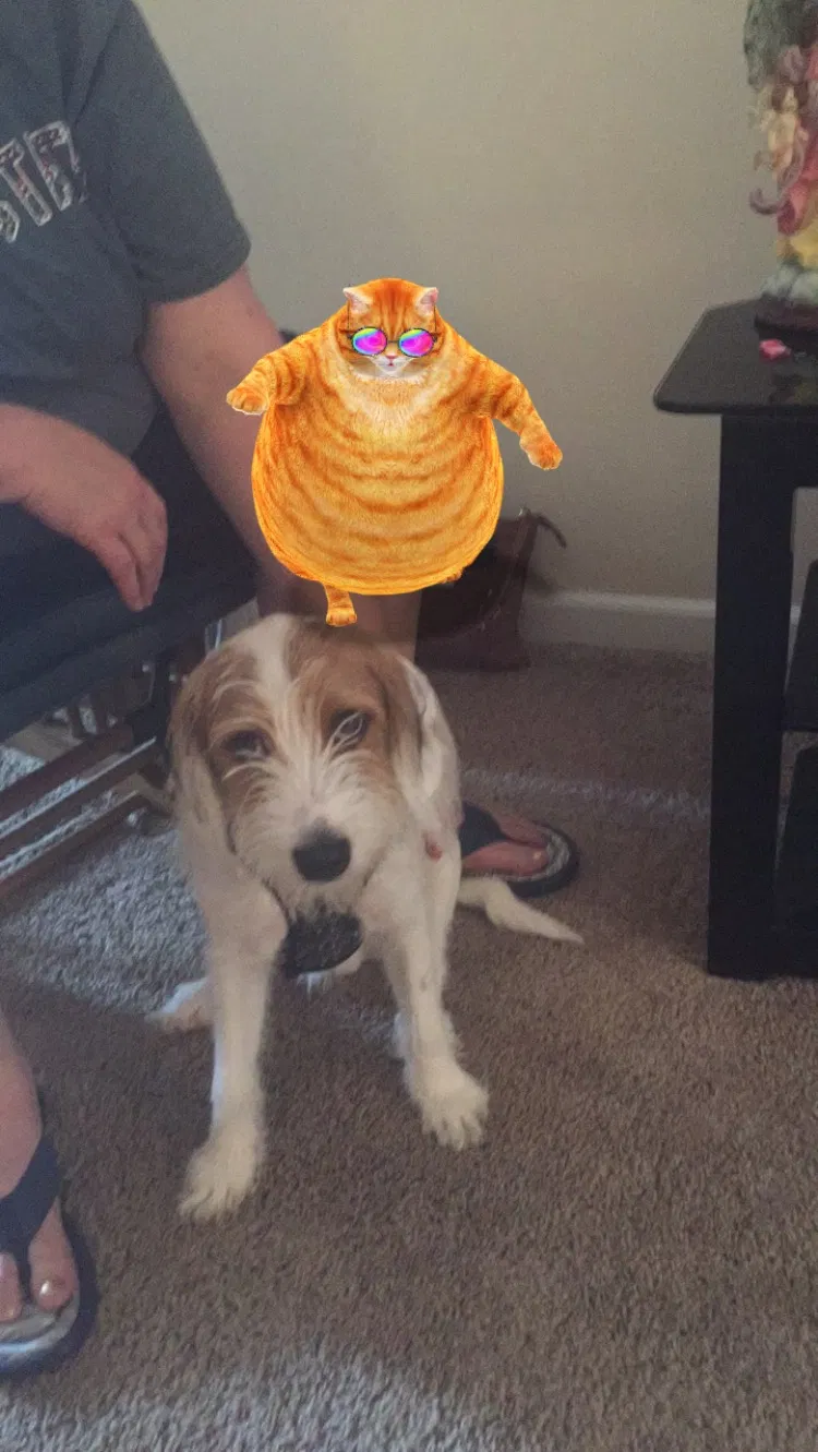 Lost dog in Ashville, OH, 43103