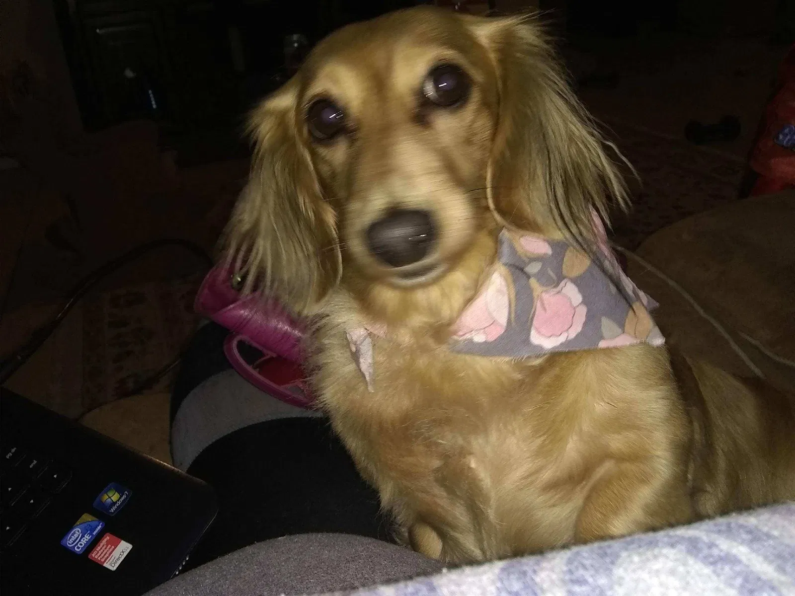 Lost dog in Tampa, FL, 33607