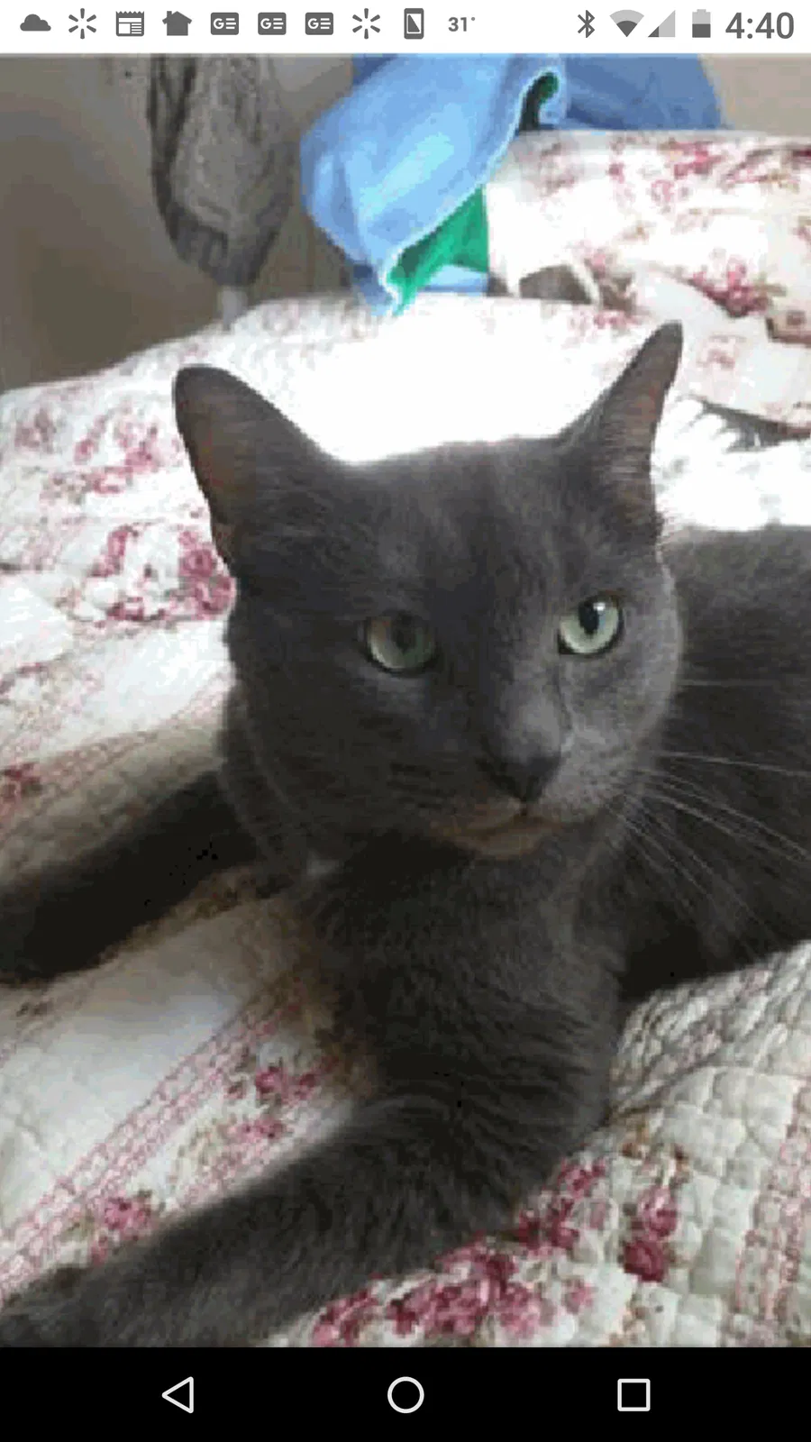 Lost cat in Fairview Heights, IL, 62208