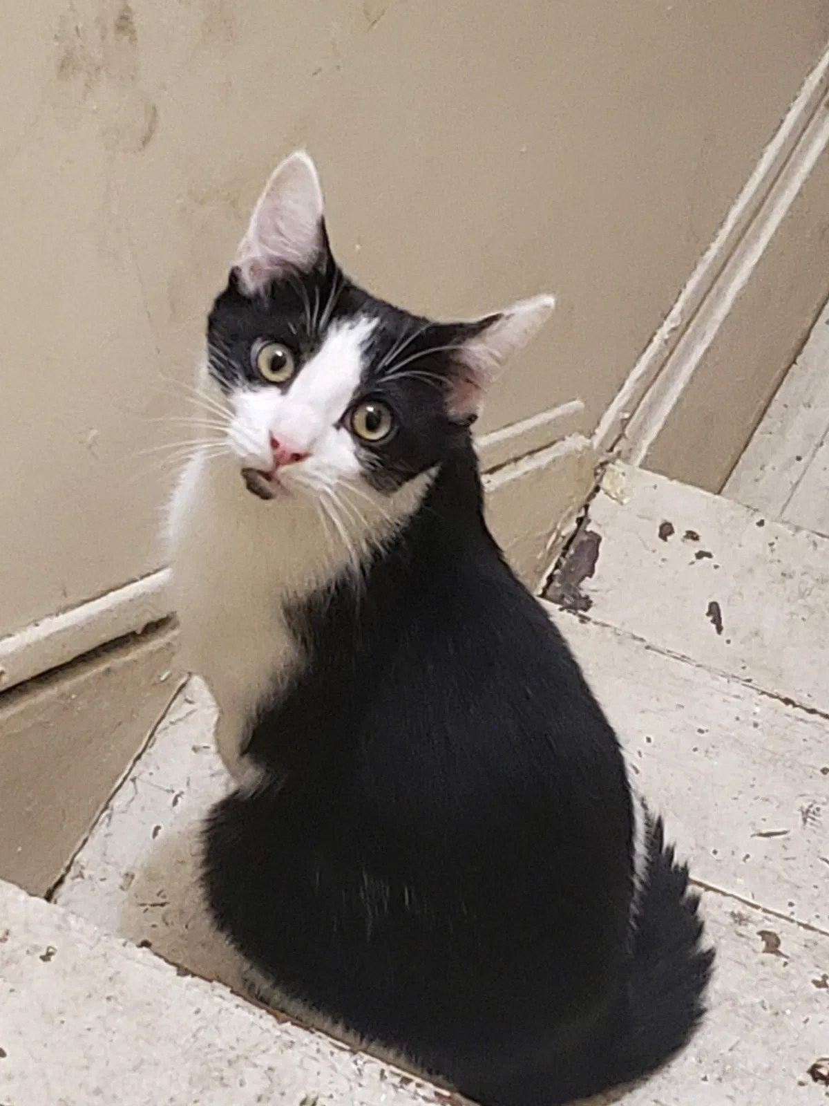 Lost cat in Anderson, IN, 46016