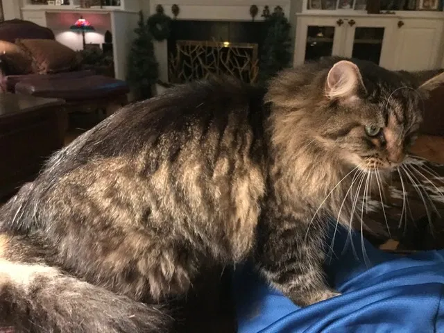Lost cat in Davidson, NC, 28036